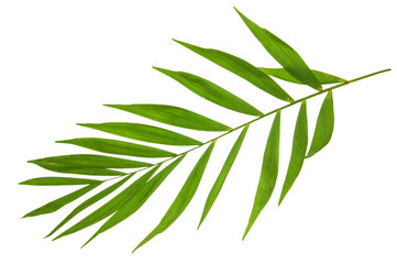  Palm leaf