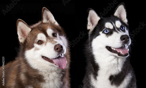 Board z aluminiowym obramowaniem Husky portret