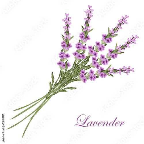 Tapeta ścienna Bukiet lawendy