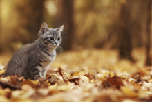 Kitten In Yellow Leaves