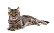 © g215 - European cat on a white background