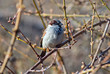 © esvetleishaya - Sparrow sitting on a tree branch in winter park, Kyiv