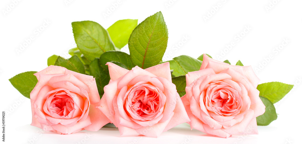 Pink roses isolated on white.