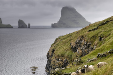 Wall Mural - Sheep ram in far faer oer island landscape