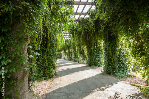 Fototapeta na wymiar Pergola Wrocław - Polska