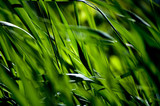 160_f_59738460_n8na6emu4kwg0hk5wonbp9klmma5w2lj