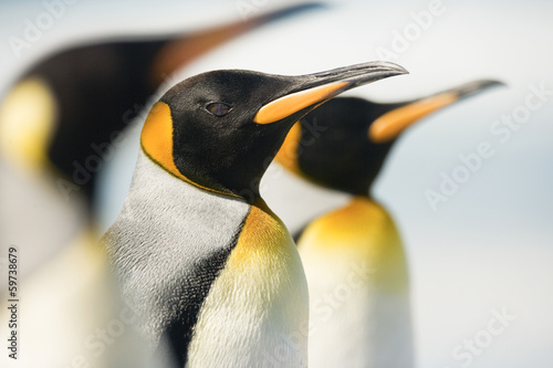 Plakat na zamówienie King Penguin