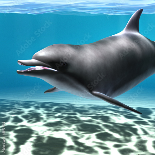 Board z aluminiowym obramowaniem Delfin