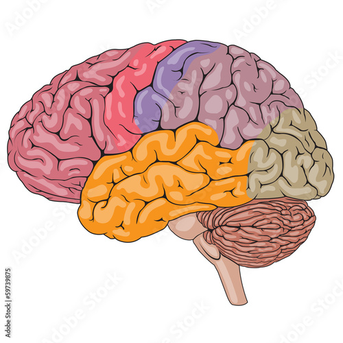 Naklejka dekoracyjna Human Brain Parts