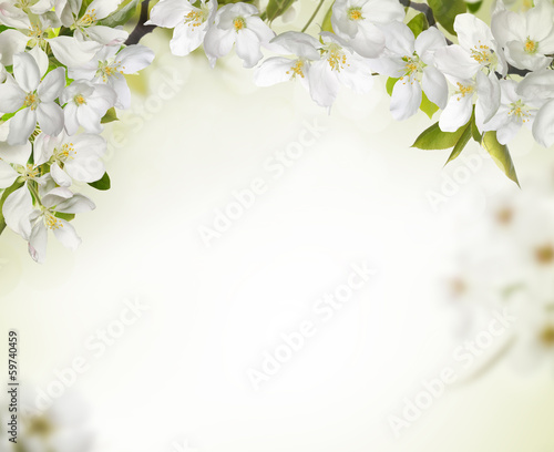 Spring cherry blossom backgrounds
