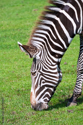 Board z aluminiowym obramowaniem Zebra
