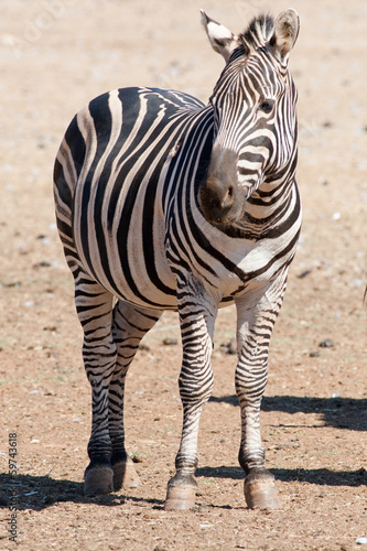 Board z aluminiowym obramowaniem Zebra