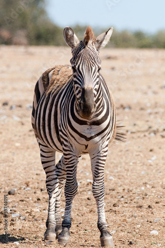 Board z aluminiowym obramowaniem Zebra