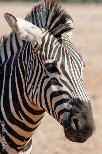 Board z aluminiowym obramowaniem Zebra