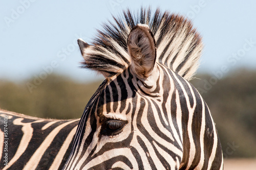 Board z aluminiowym obramowaniem Zebra