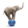 Leinwandbild Motiv African elephant (Loxodonta africana) balancing on a blue ball.