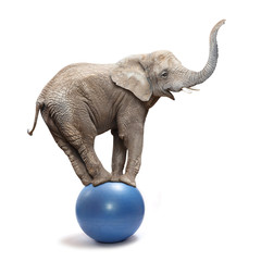 african elephant (loxodonta africana) balancing on a blue ball.