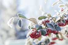 Snowy Rowan Berries