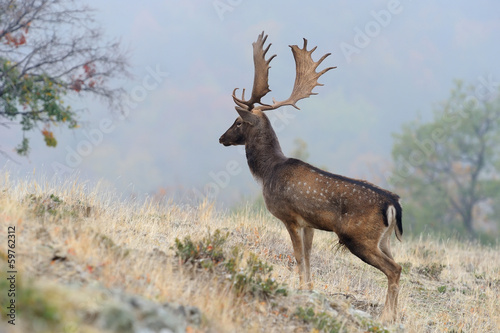Naklejka samoprzylepna Daniele