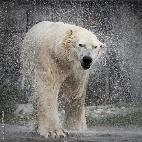 Plakat na papierze fotorealistycznym Niedźwiedź polarny (ursus maritimus)
