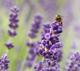 Fototapeta Lawenda - wildbiene auf lavendel / Wild bee on Lavender