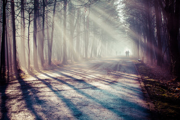 Wall Mural - Road and sunbeams in strong fog in the forest, Poland.