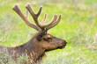 Roosevelt Elk with Velvet Antlers, Yellowstone National Park