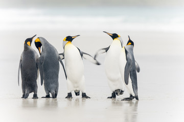 King Penguin