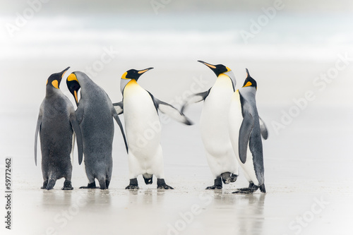 Naklejka na kafelki King Penguin