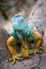 Green Iguana (Iguana iguana)