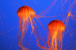 Two red-orange jellyfish