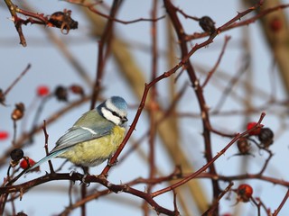 blue tit on a branch of wild rose - winter