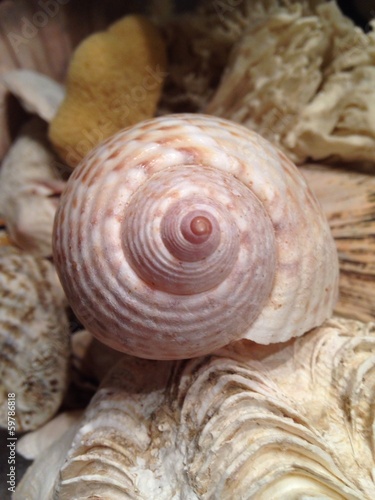Fotomural conchiglia tra le spugne marine