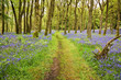 Bluebells Carpet and Path