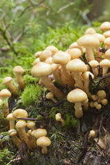 Canvas Print - Honey fungus, Armillaria mellea growth