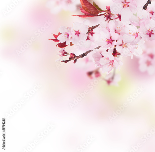 Fototapeta do kuchni Cherry blossoms