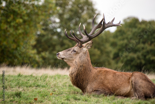 Naklejka samoprzylepna Jeleń jeleń w sezonie rutting jesienią