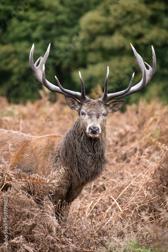 Naklejka samoprzylepna Jeleń jeleń w sezonie rutting jesienią