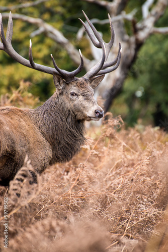 Naklejka samoprzylepna Jeleń jeleń w sezonie rutting jesienią