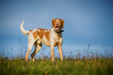 Jagdhundmischling freistehend