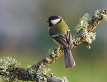 Great Tit On A Branch,green Background