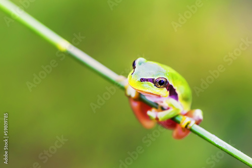 Obraz na płótnie canvas San antonio frog (hyla arborea). 