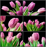 Fototapeta Tulipany - Mokre tulipany na czarnym tle