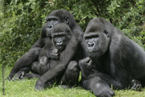 Fotomural Gorilla gorilla gorilla, Gorilla gorilla