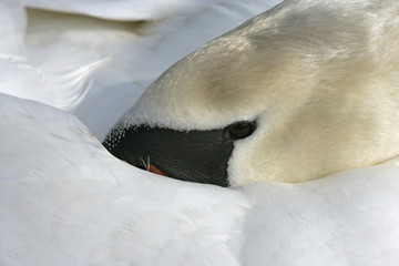 Wall Mural - Mute swan, Cygnus olor