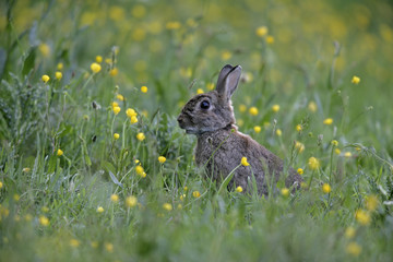 Canvas Print - Rabbit, Oryctolagus cuniculus