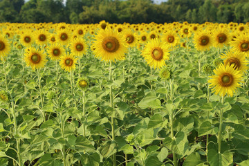 Wall Mural - sunflower in the field