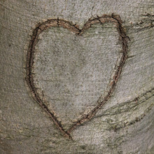 A Heart Symbol Carved Into The Bark Of A Tree.