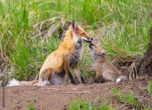 Valokuva  Red Fox Family - Yellowstone National Park