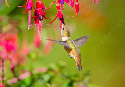 Naklejka samoprzylepna Hummingbird ryży karmienie na hardy kwiaty fuksja